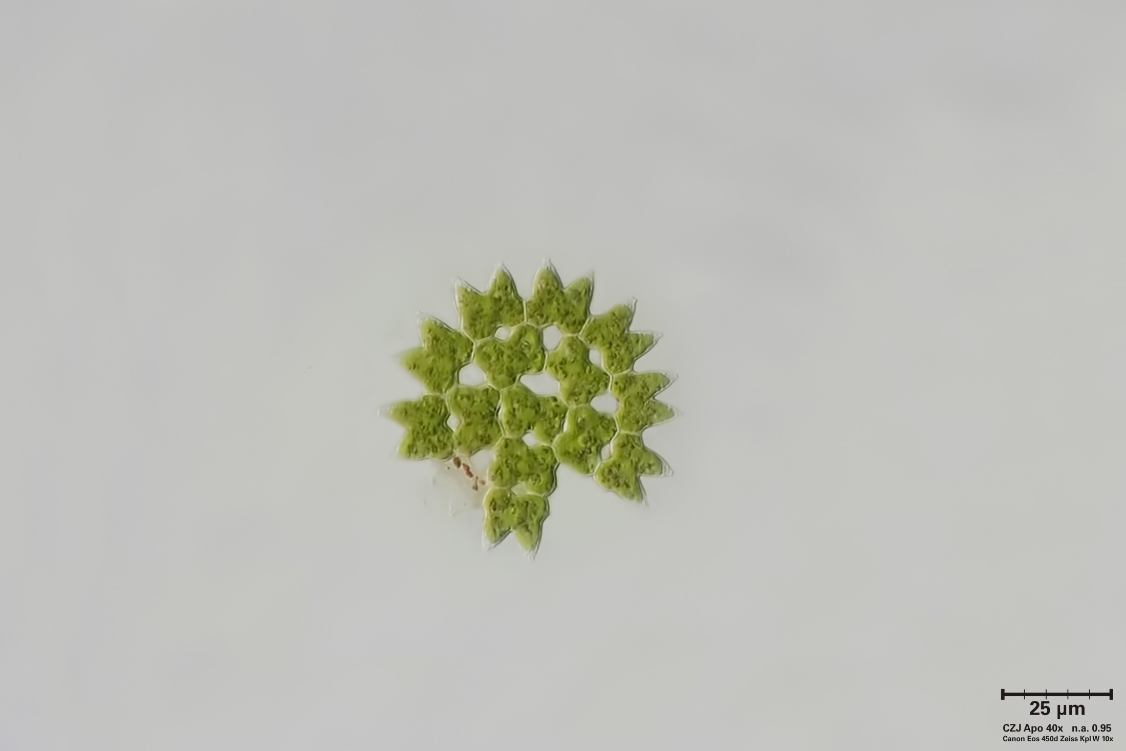 Pediastrum